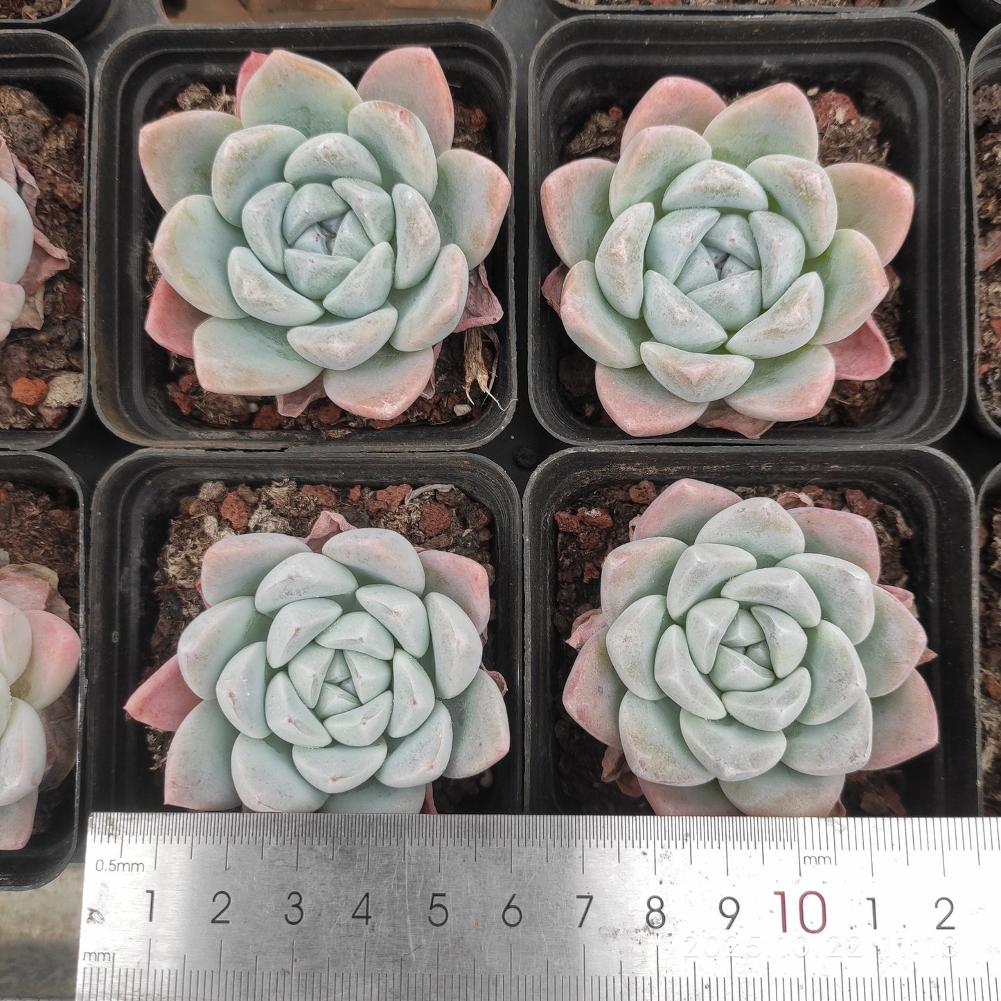 18854 Echeveria Jade Butterfly (7cm pot size)