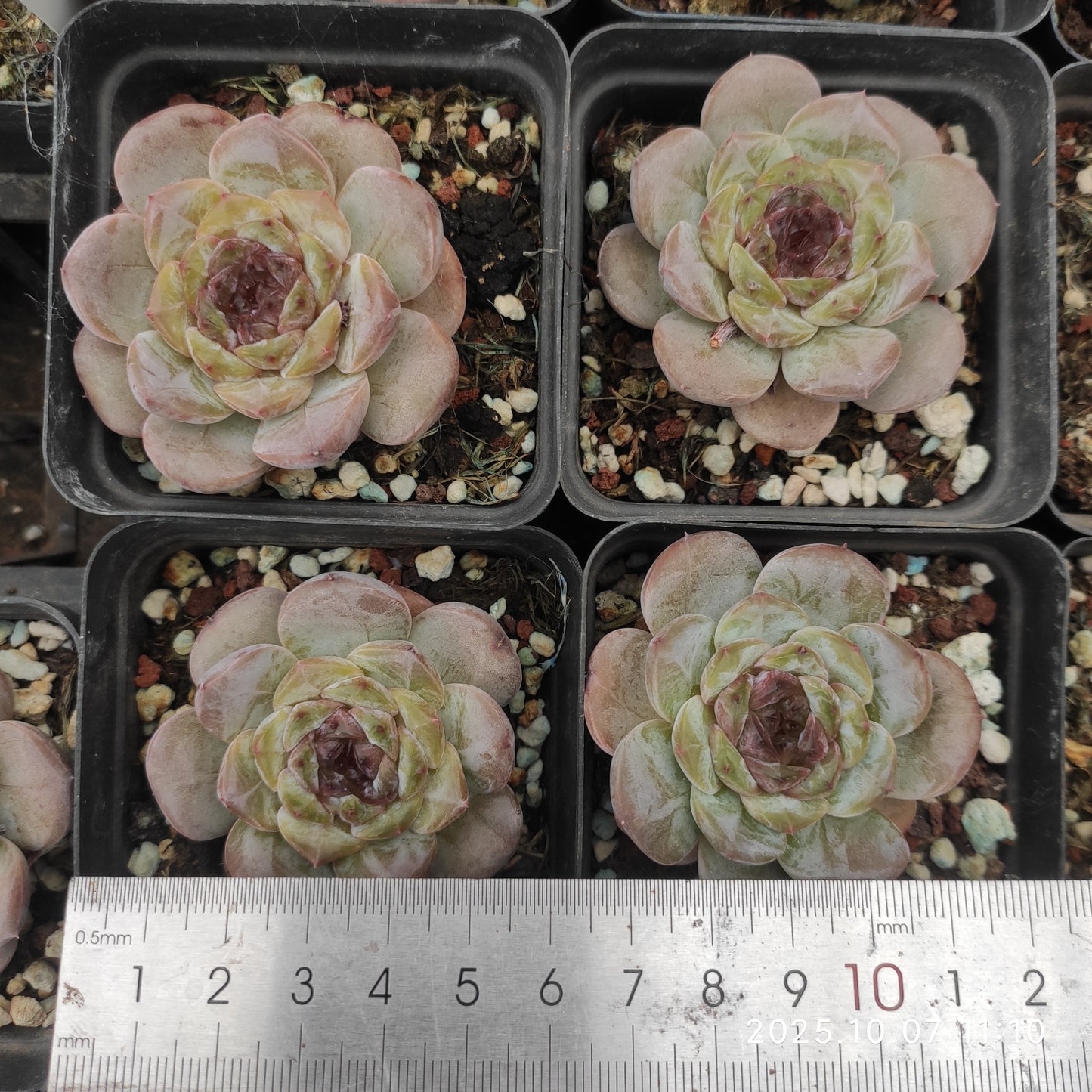 21387 Echeveria Monroe Hyb (7cm pot size)