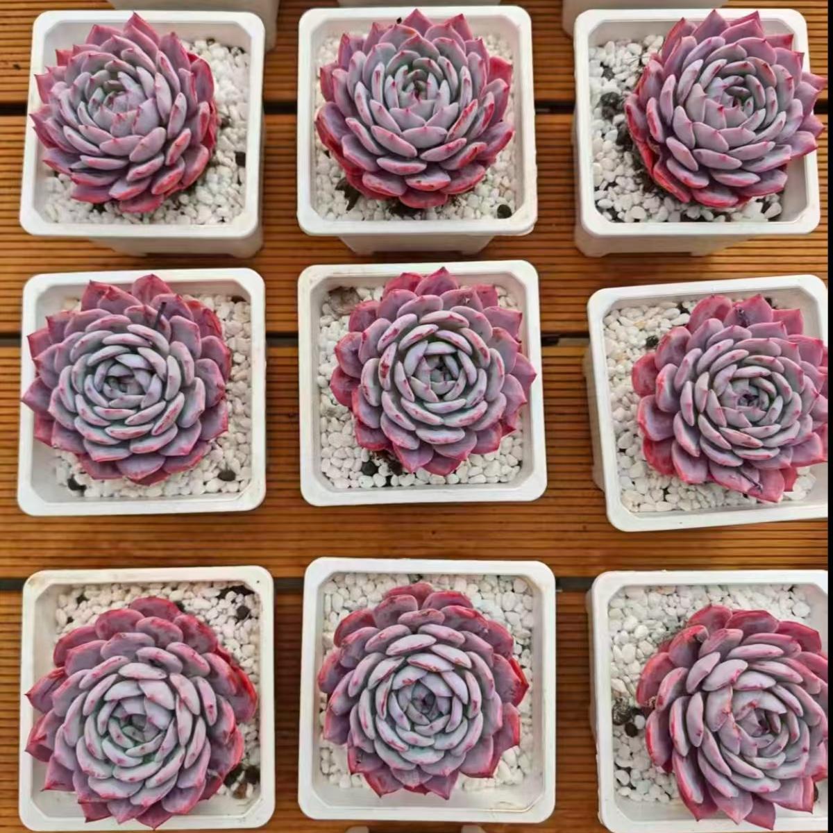 21971 Echeveria Beauty Propitious (10cm pot size)