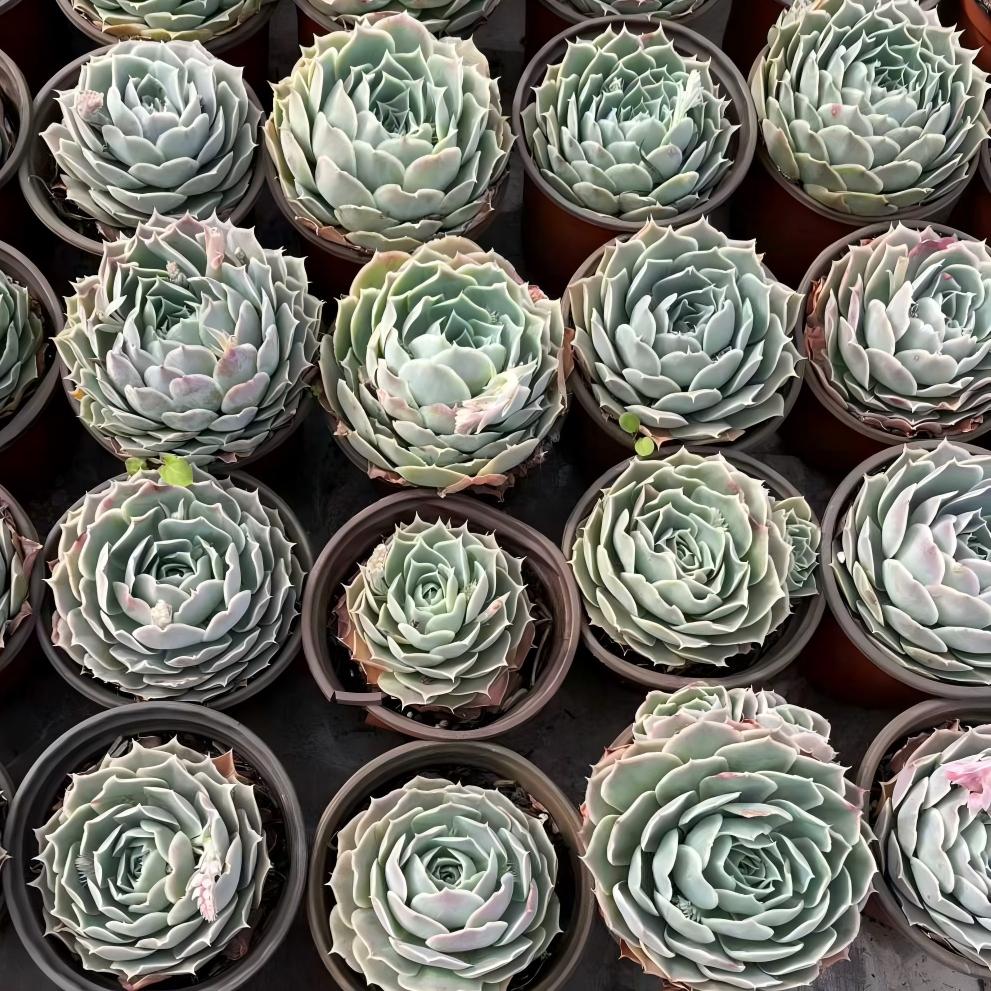 24862 Echeveria Simulance (12cm pot size)