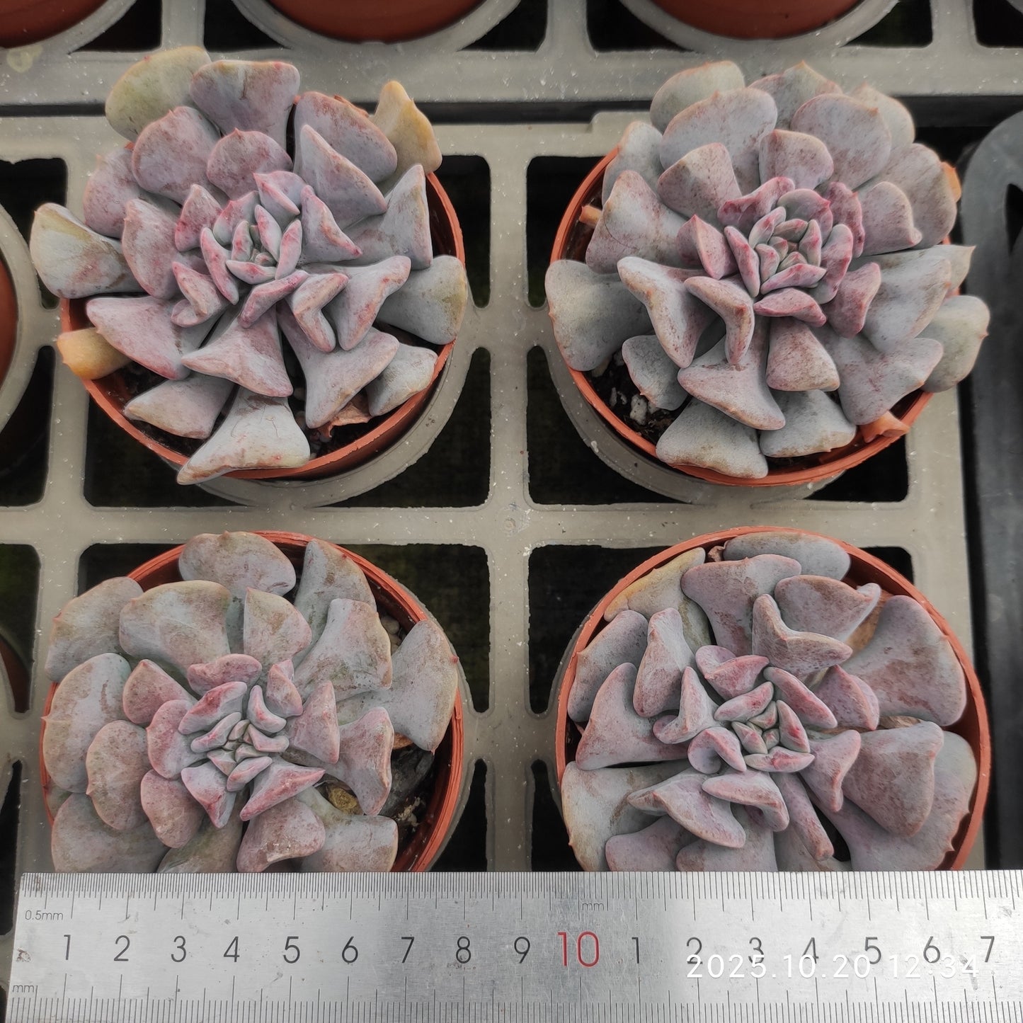 21846 Echeveria Exotic (9cm pot size)