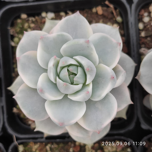 RC148 Echeveria Nuda Variegated(7cm pot size)