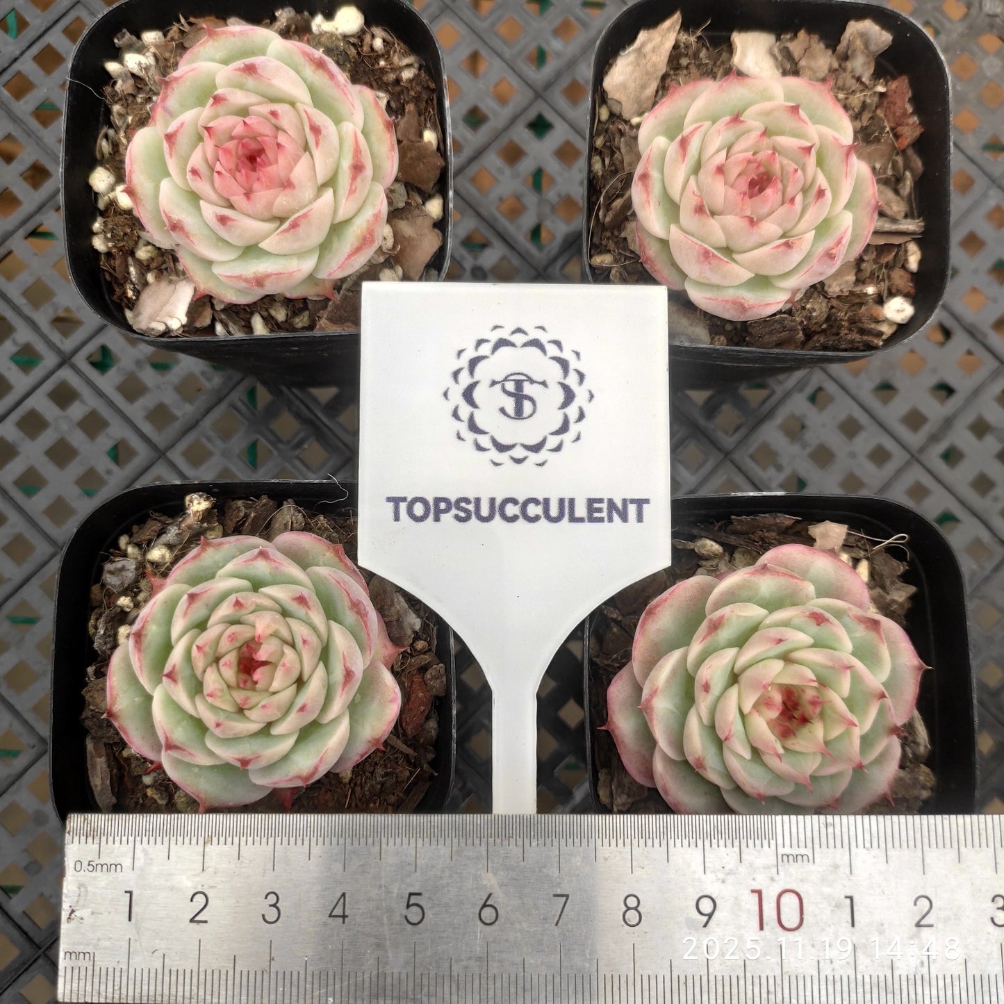 9296 Echeveria Jade Bamboo (6.3cm pot size)