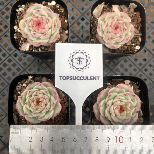 9296 Echeveria Jade Bamboo (6.3cm pot size)