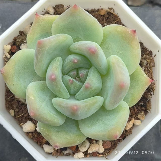 RDD277 Echeveria White Ratam(7cm pot size)