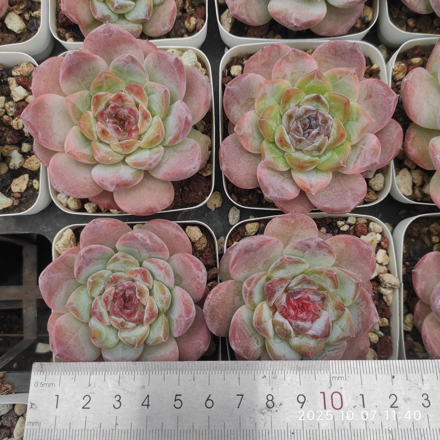 3930 Echeveria Ice (7cm pot size)