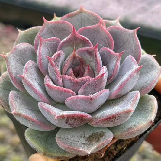 QNY148 Echeveria Paris Poet(7cm pot size)