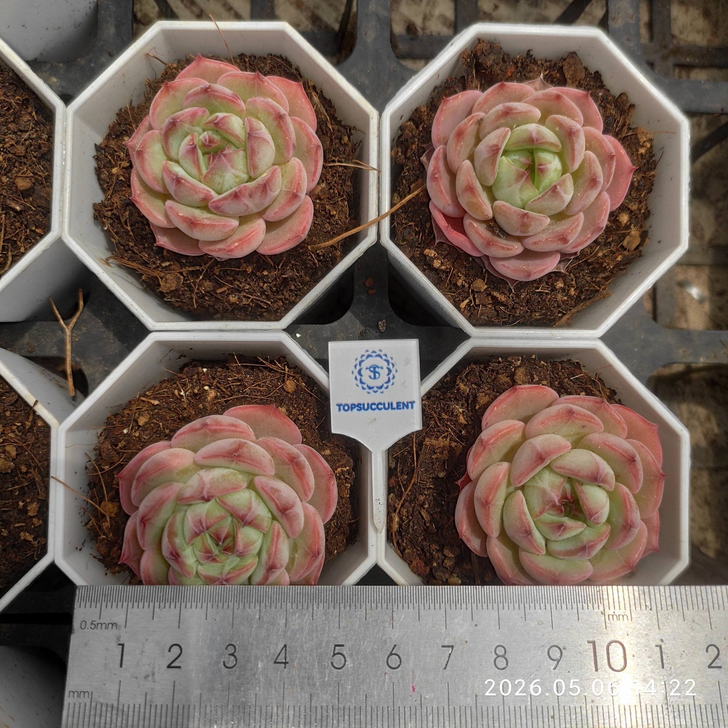 23777 Echeveria Blush Crown (7cm pot size)