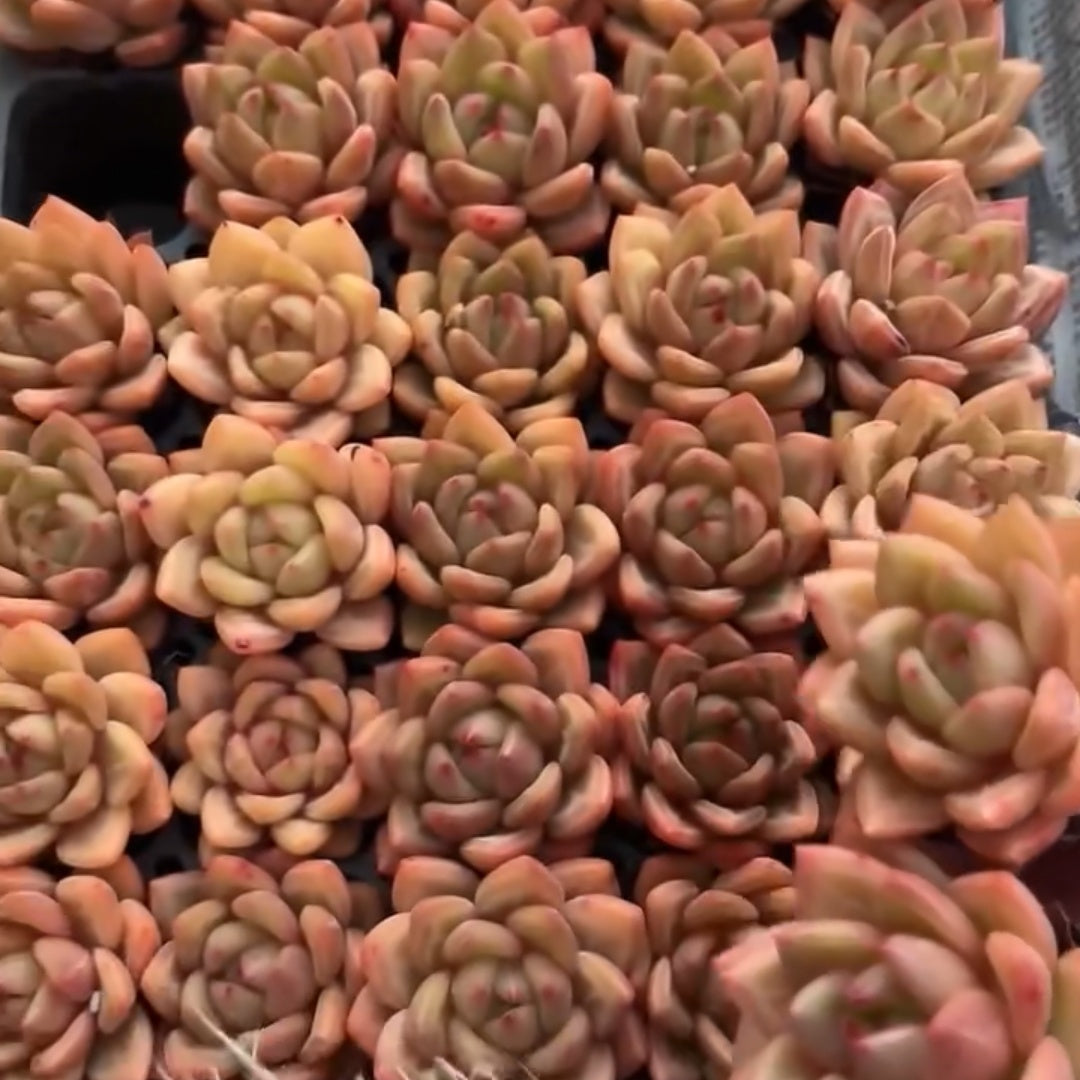 25182 Echeveria Champagne (5cm pot size)