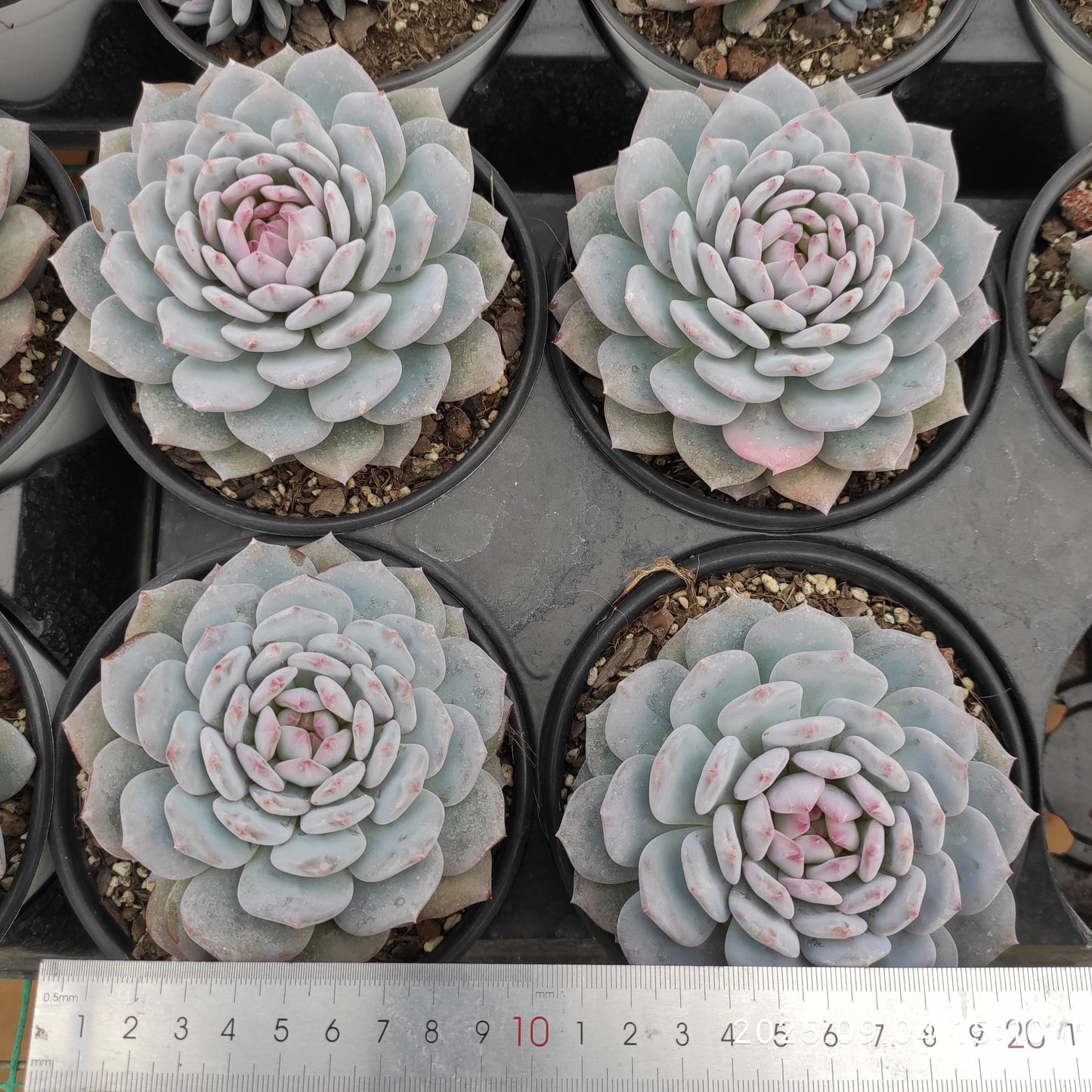 MMY1275 Echeveria Jade Monroe(12cm pot size)