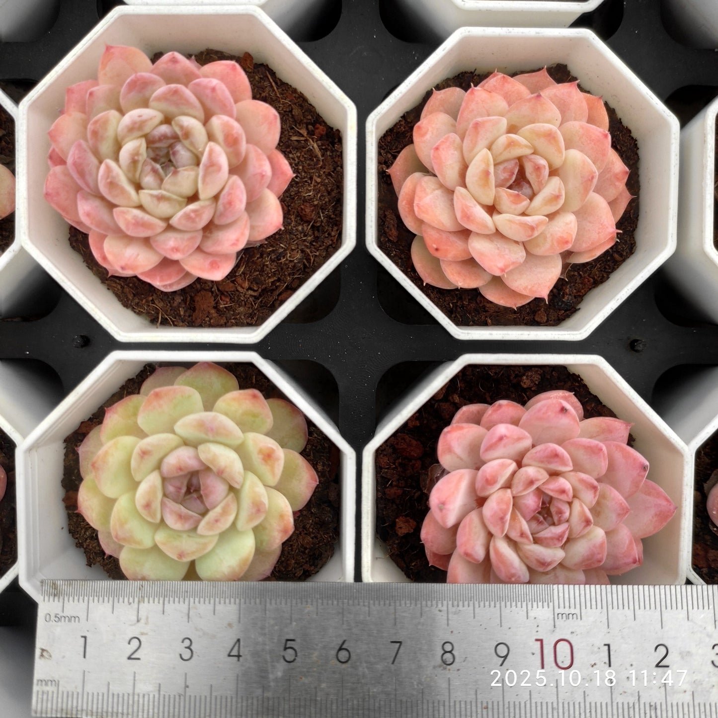 20399 Echeveria Ice (7cm pot size)