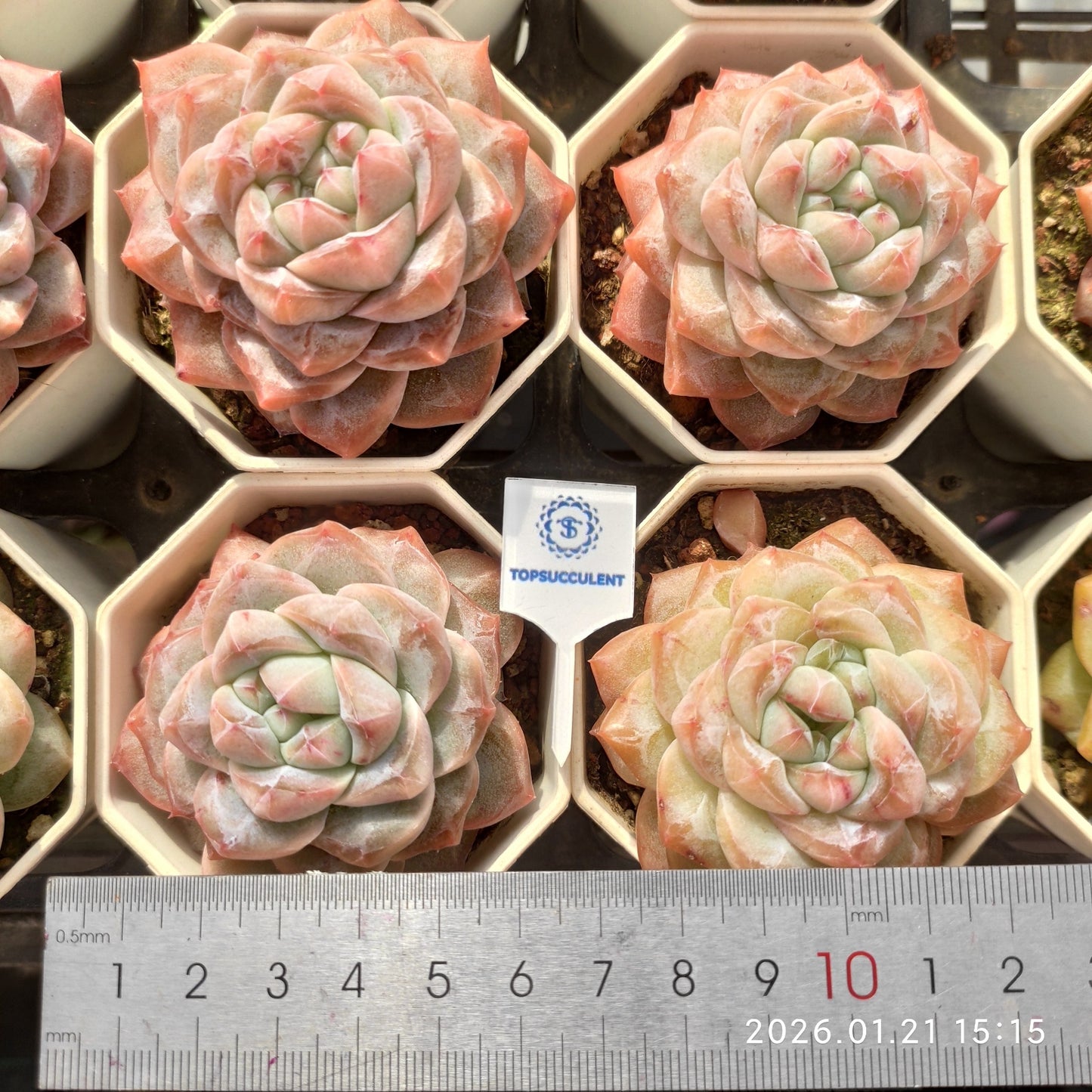 25139 Echeveria Lafayette (9cm pot size)