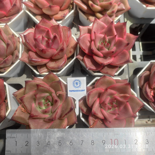 361148 Echeveria Kusu (7cm pot size)