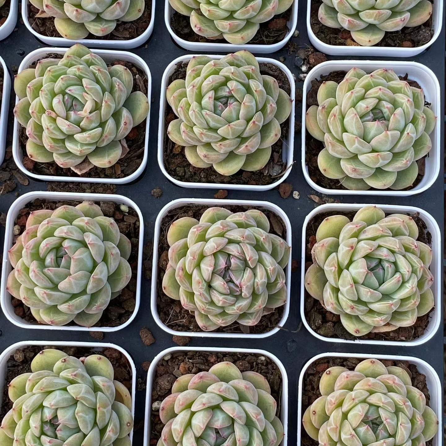 25753 Echeveria Snowflake Jenny (6.5cm pot size)