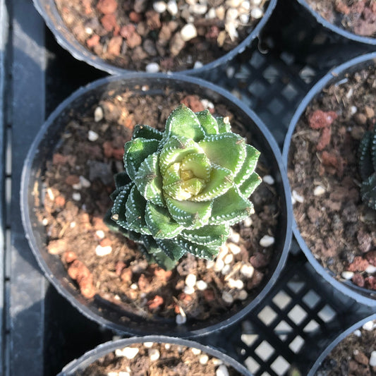 TPKM002 Haworthia Coarctata var. Chalwinii(7cm pot size)