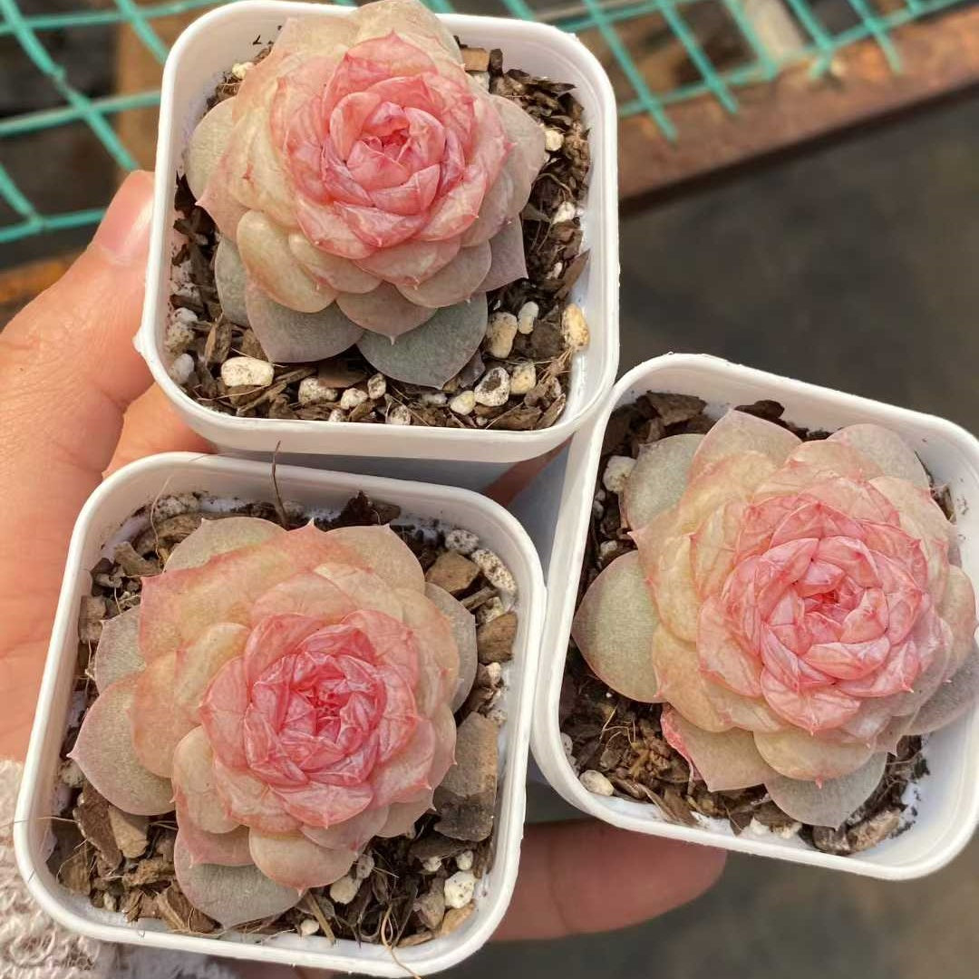 15455 Echeveria Spring Morning (5.5cm pot size)