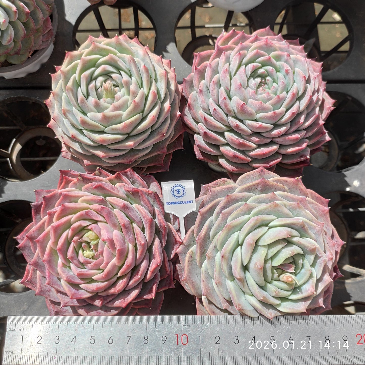 25116 Echeveria Fairy Peach (9cm pot size)