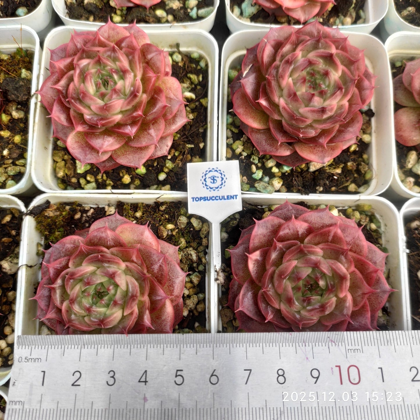 23115 Echeveria Red Velvet Hyb (7cm pot size)