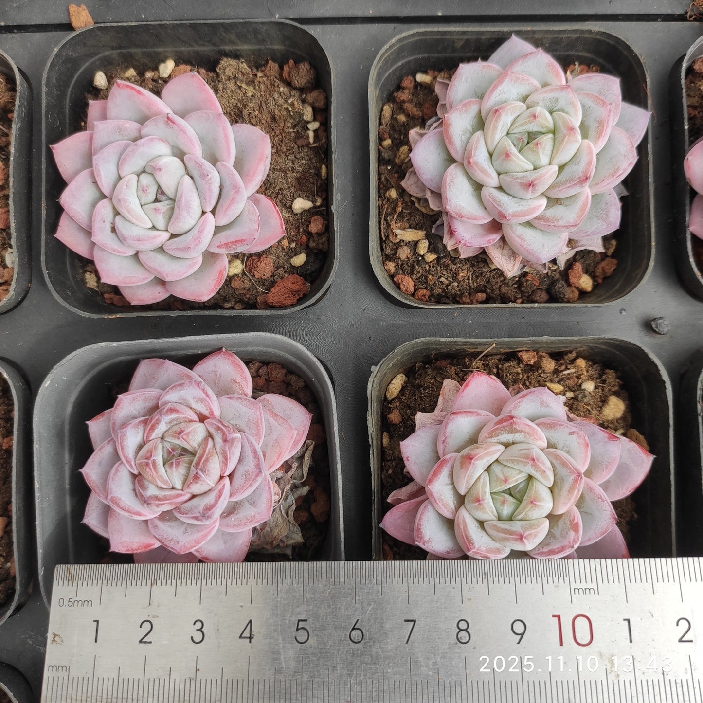 80558 Echeveria Werther (6.5cm pot size)