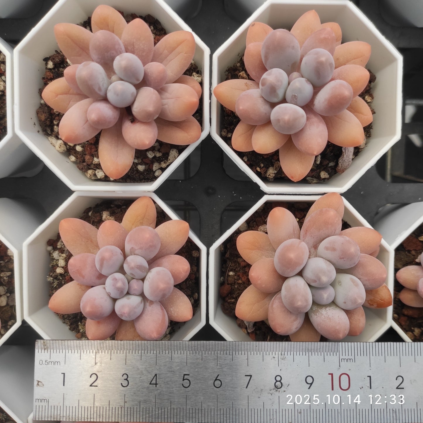 14278 Echeveria Orange Snow Ball (7cm pot size)