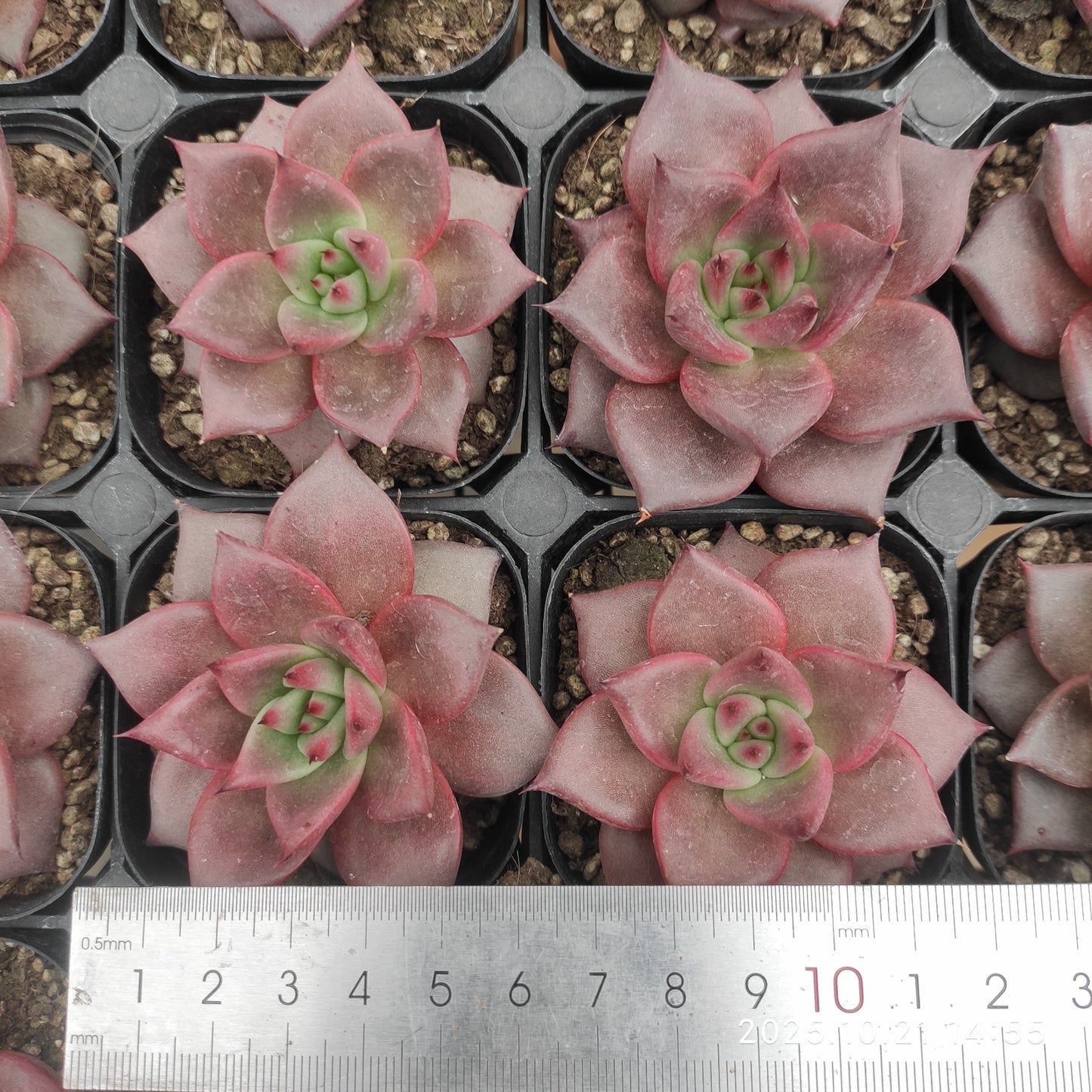 3265 Echeveria Romeo (6.3cm pot size)