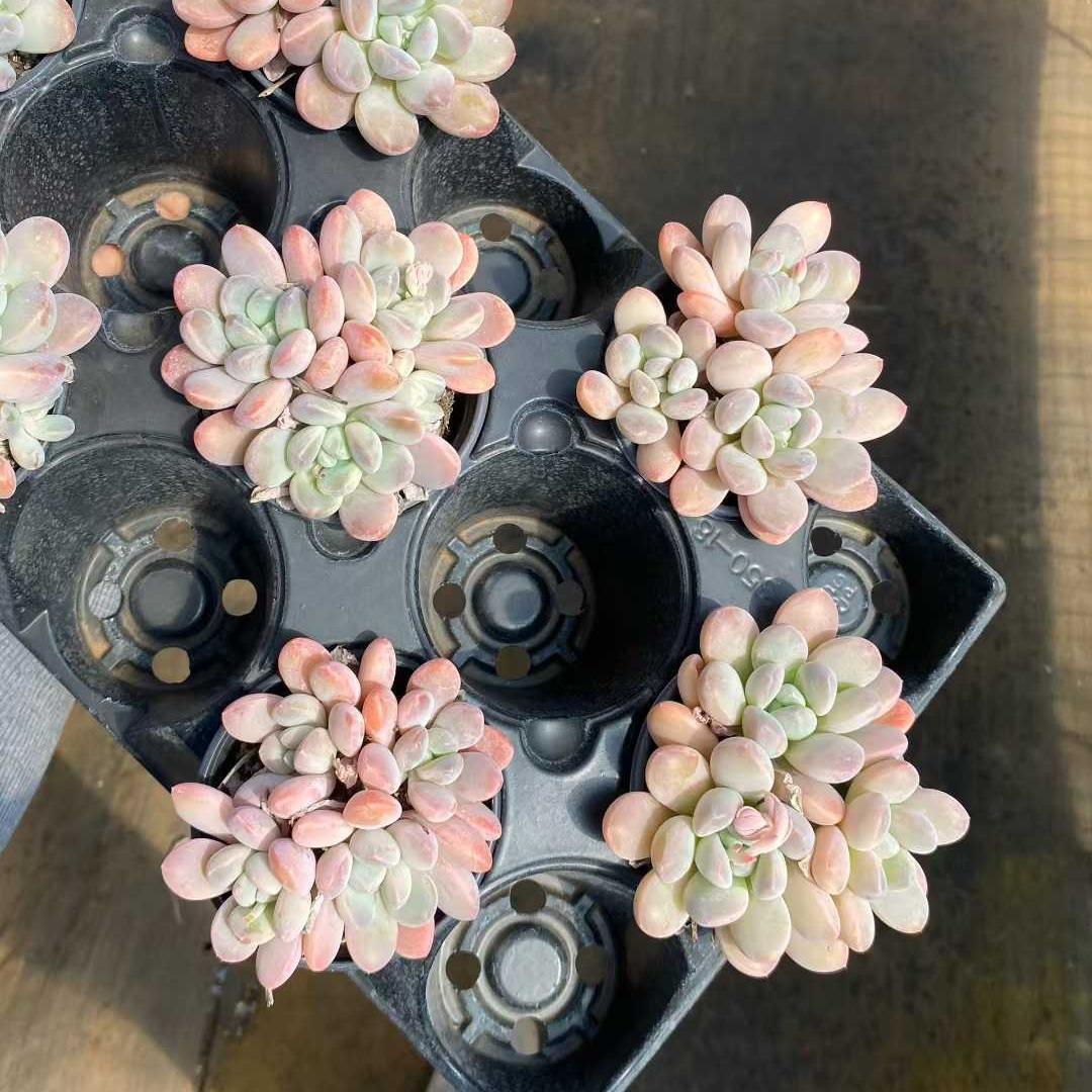 21907 Echeveria Liv Beauty (9cm pot size)