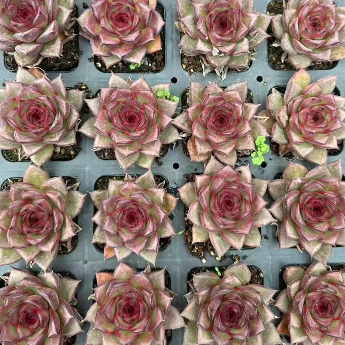 QNY155 Echeveria Fat Rose(7cm pot size)