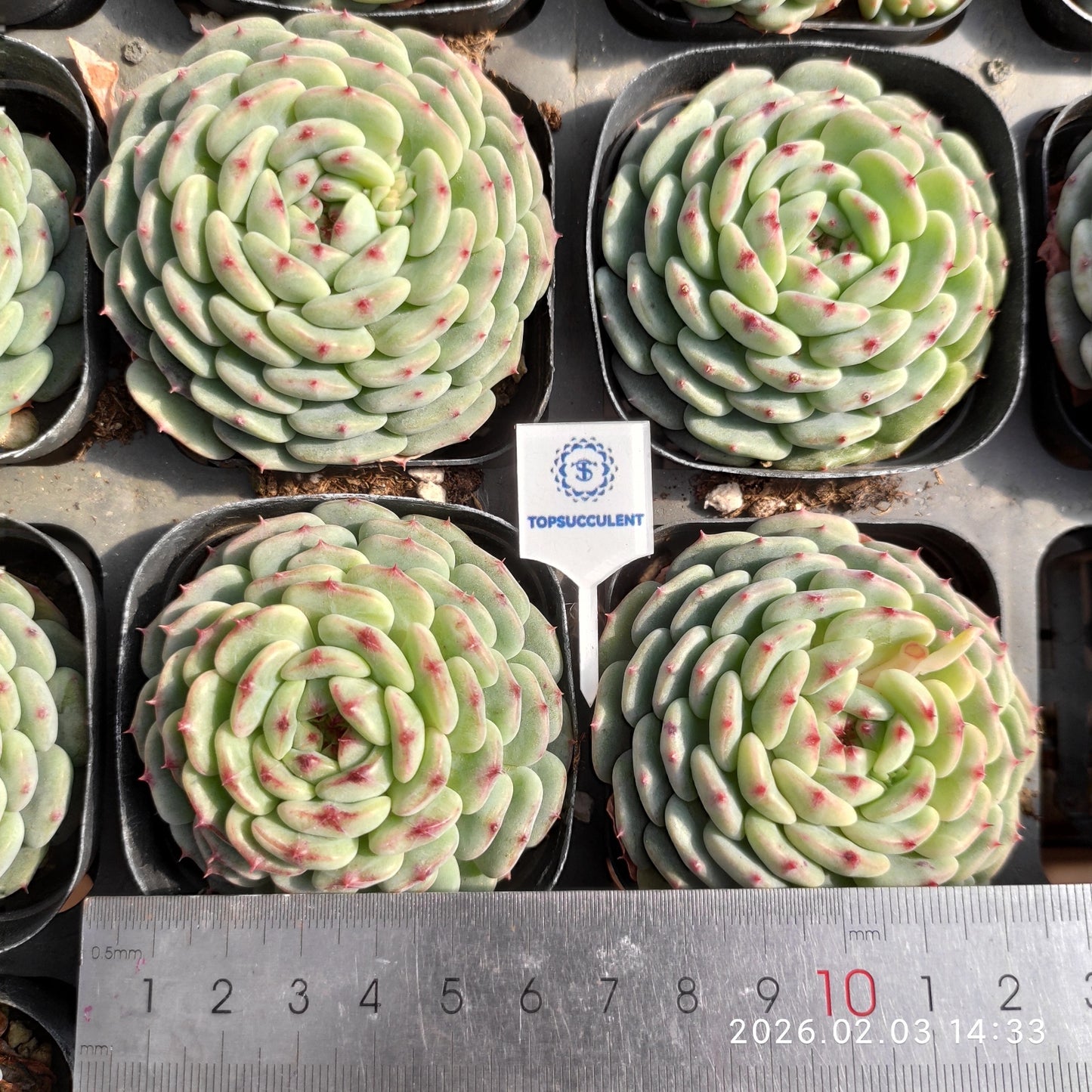 25676 Echeveria White Fat (6.5cm pot size)