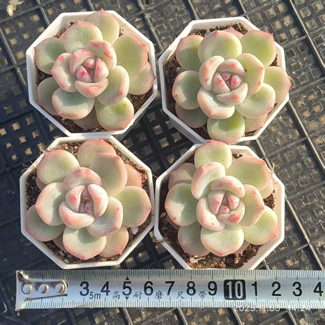 20509 Echeveria Annie (6.5cm pot size)