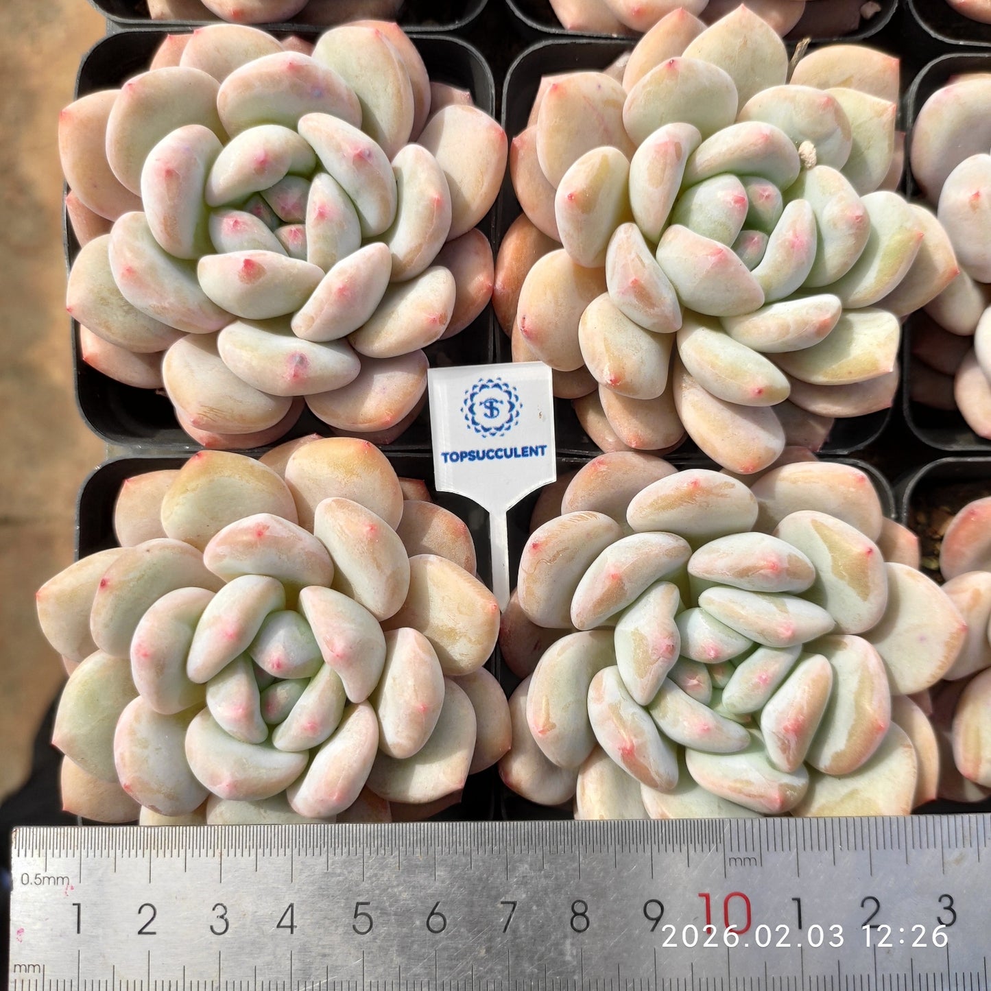 25636 Echeveria Orange Monroe (7cm pot size)