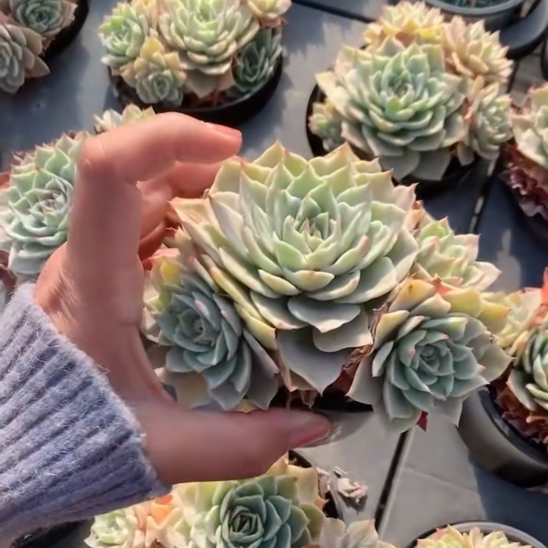 23644 Echeveria Silver Queen Variegated (11cm pot size)