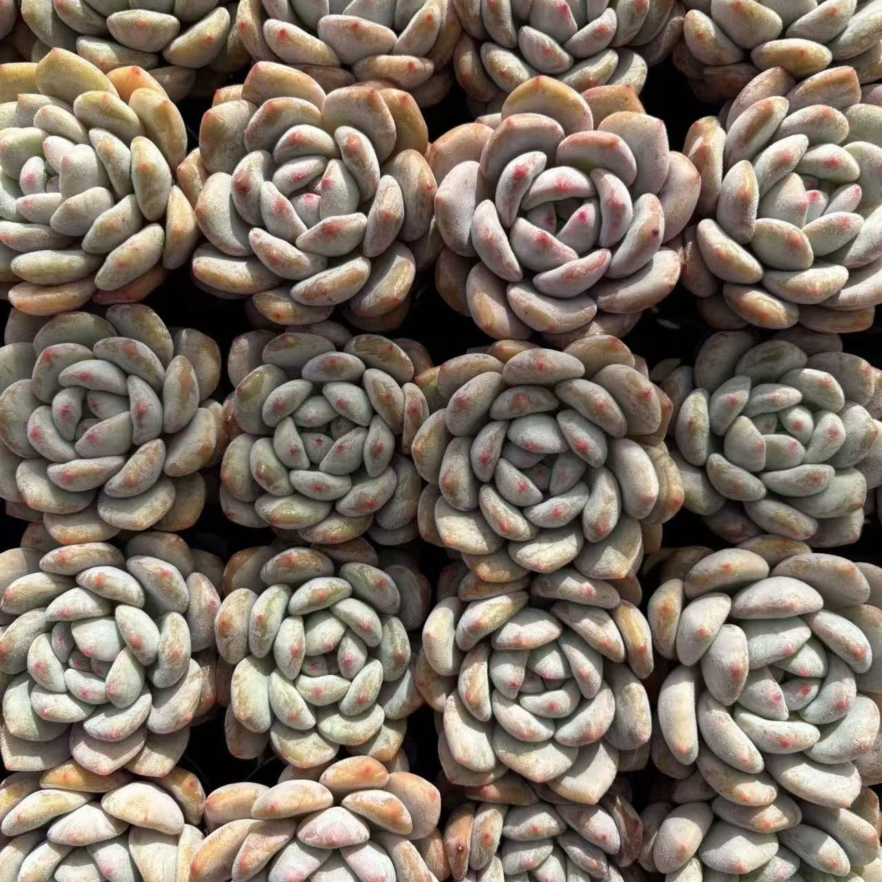 24149 Echeveria Monroe x Frevel (6cm pot size)