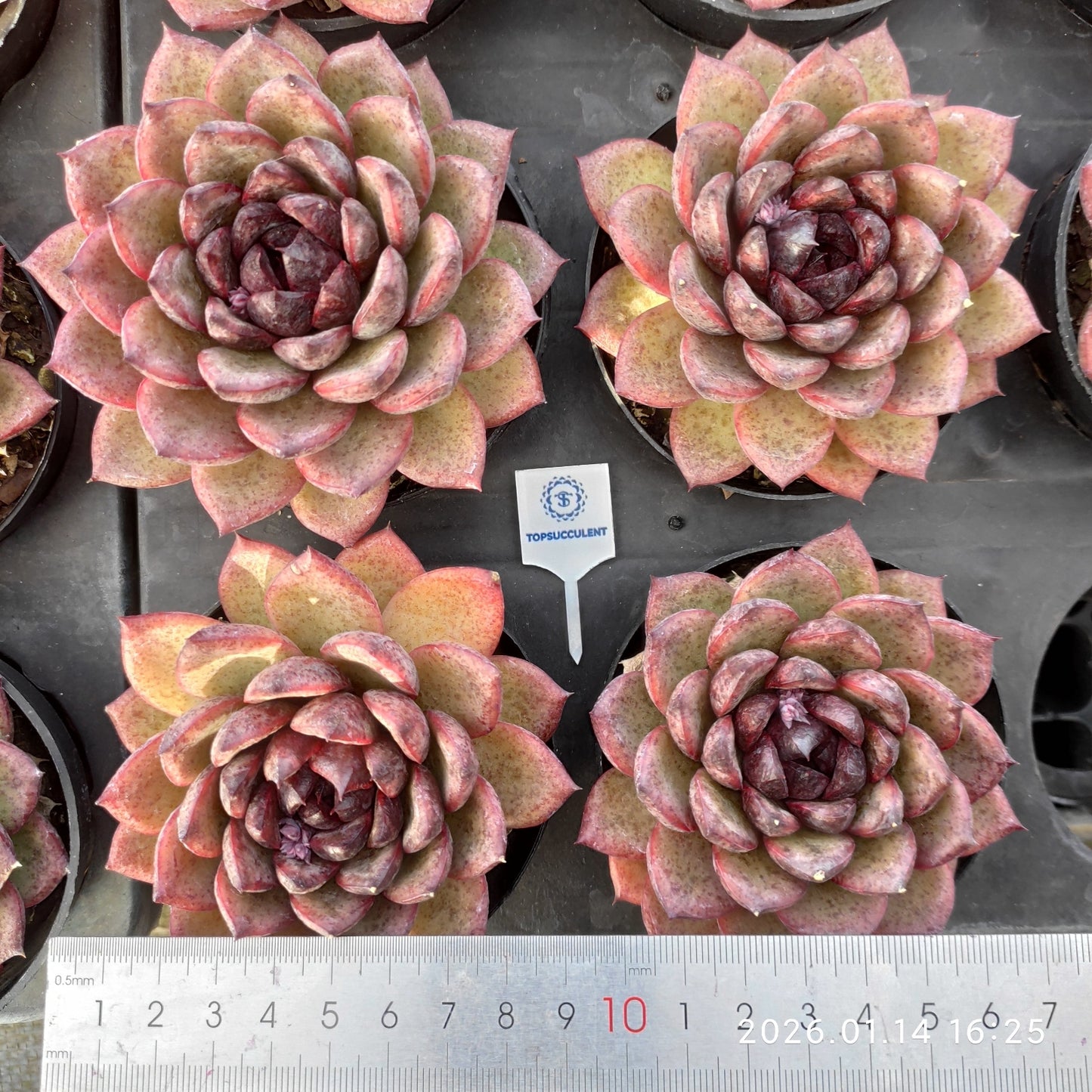 22486 Echeveria Black Rose (9cm pot size)