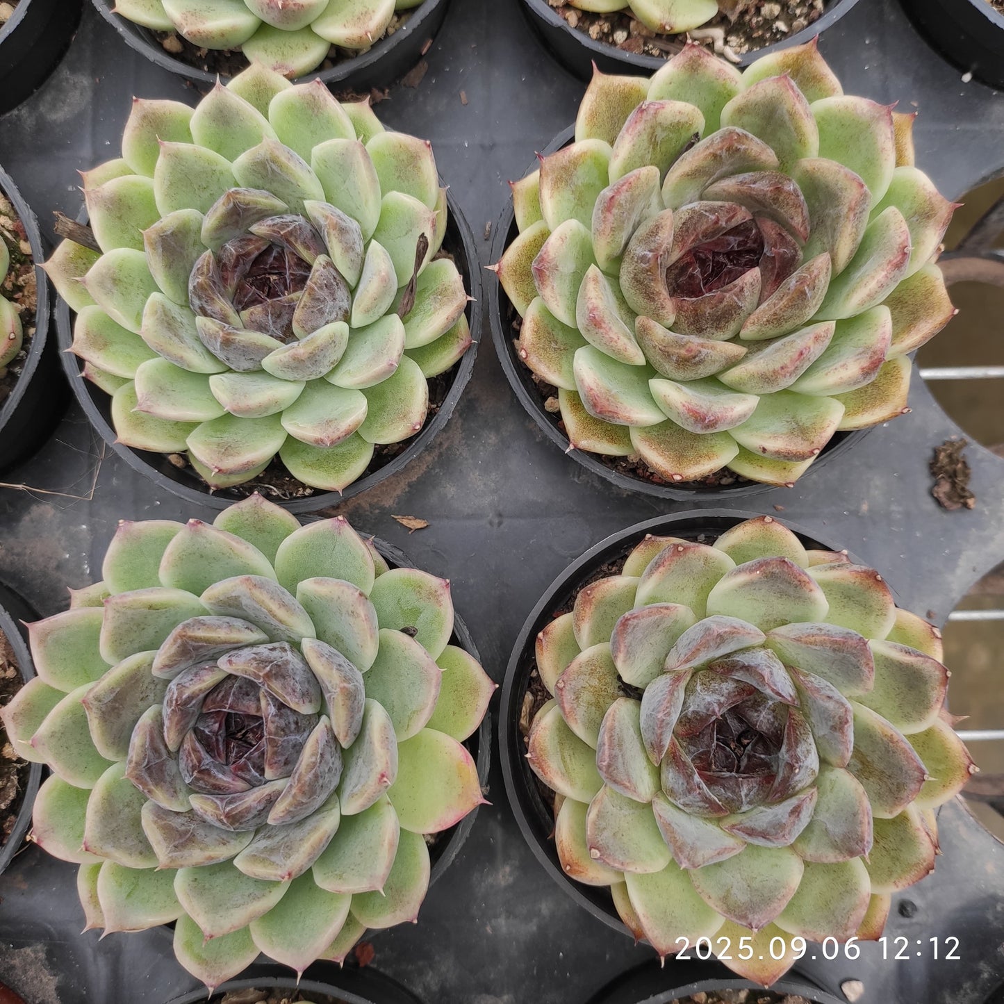 RC037 Echeveria Black Rose(9cm pot size)