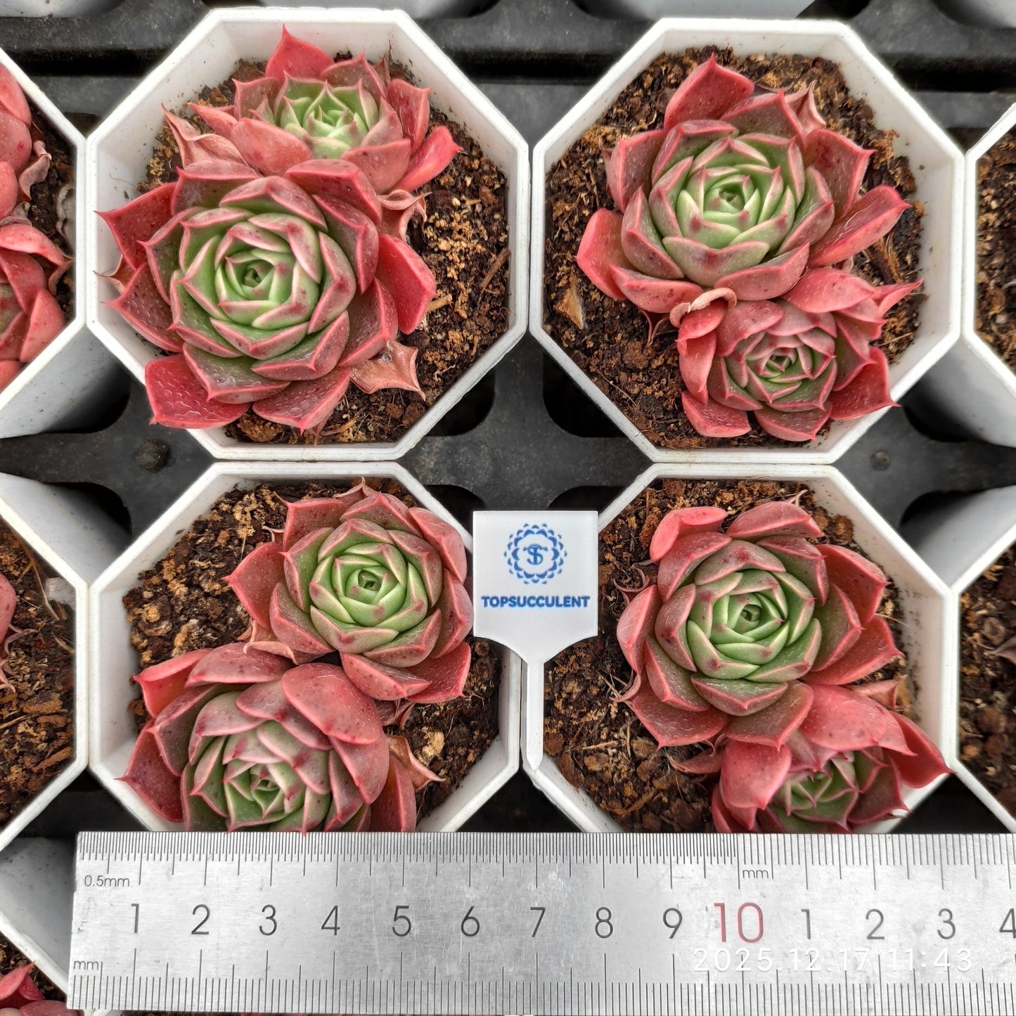 23729 Echeveria Longissima Hyb (7cm pot size)