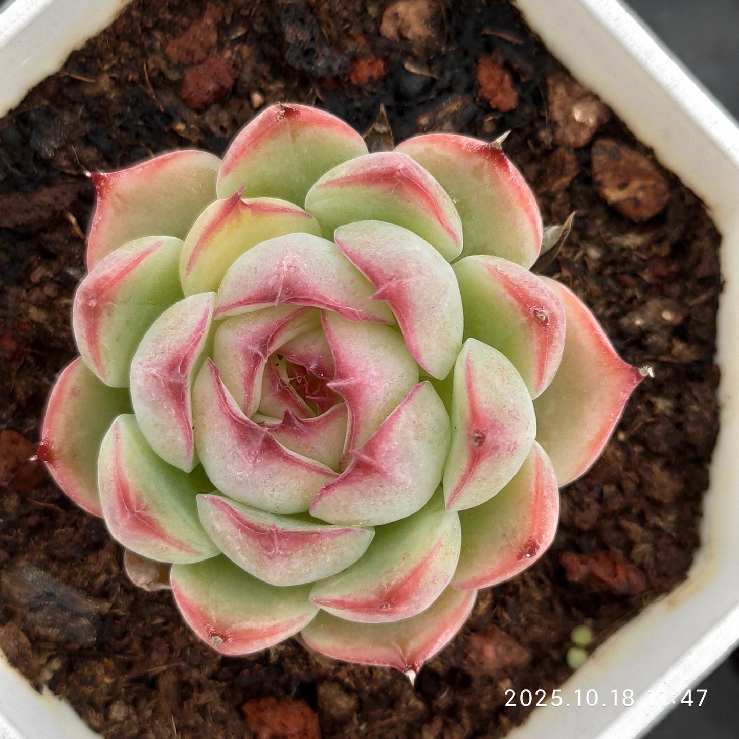 YBB209 Echeveria Enchanting Fairy(7cm pot size)