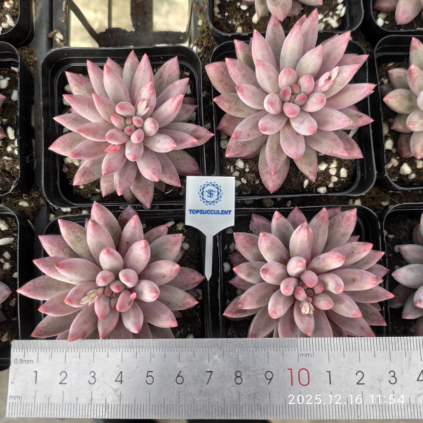 21783 Echeveria Gold Fish (7cm pot size)