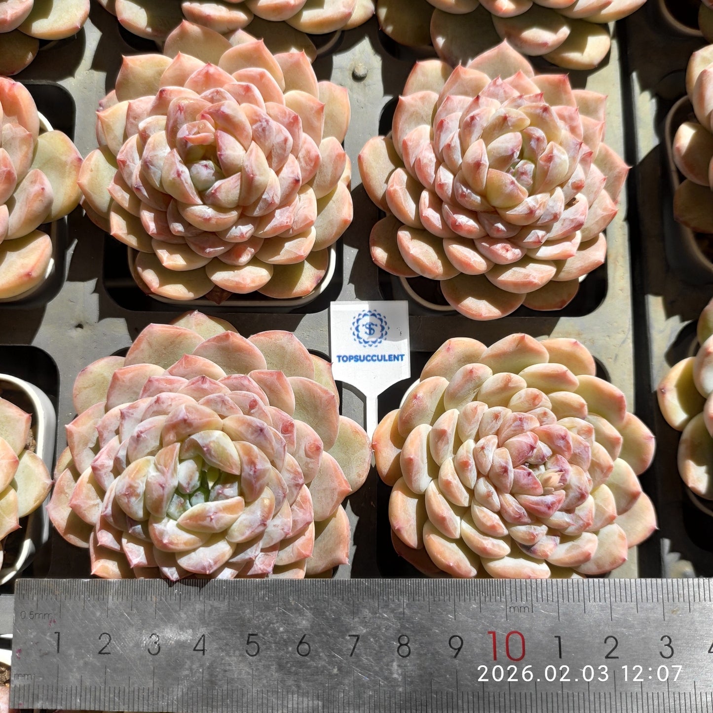 25632 Echeveria Ice Grape (6.5cm pot size)