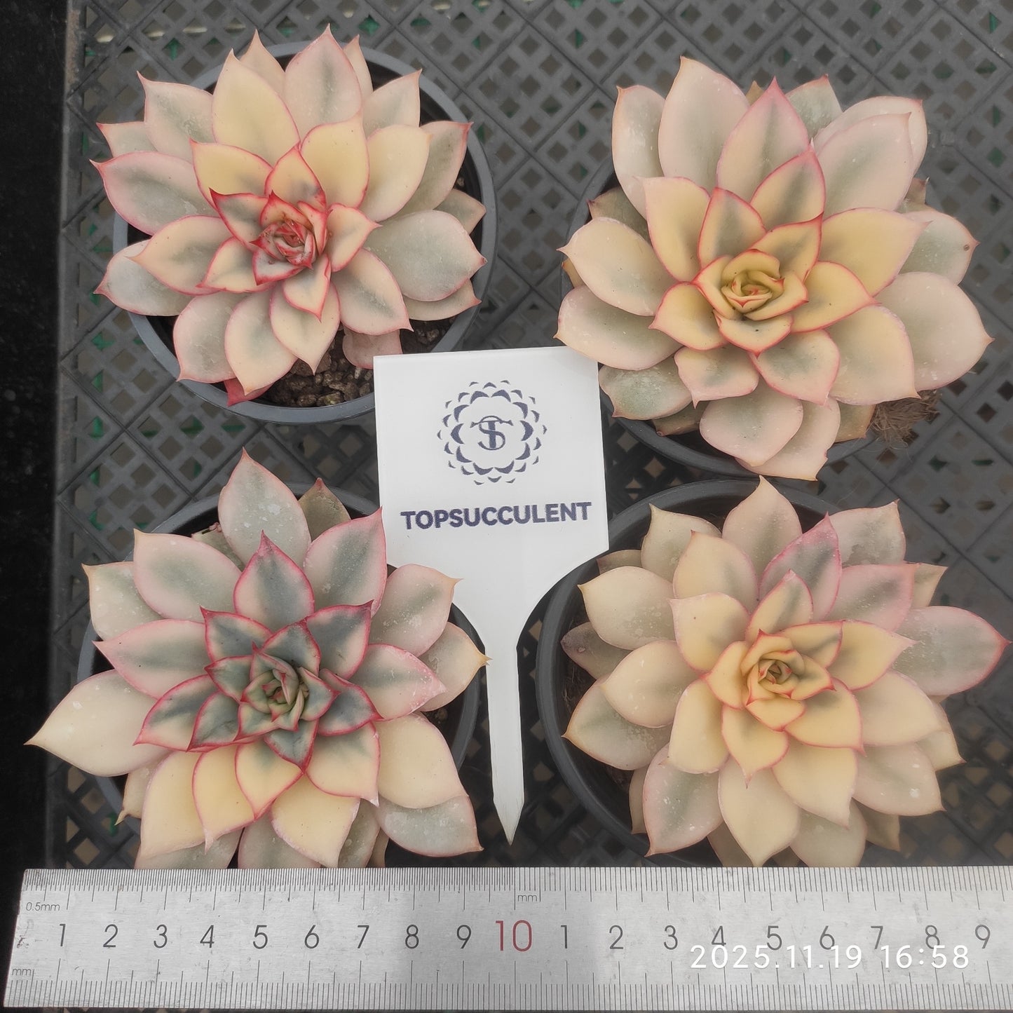 15440 Echeveria Esther Variegated (9cm pot size)