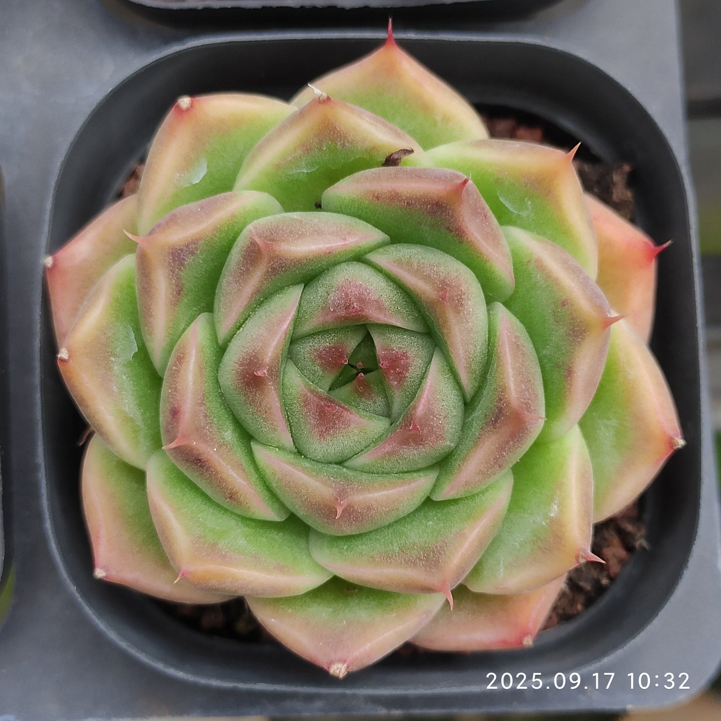 NGN388 Echeveria Purple Smoke(6.5cm pot size)