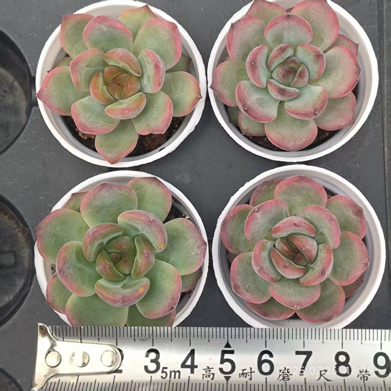 11760 Echeveria Madonna x Esther (5cm pot size)