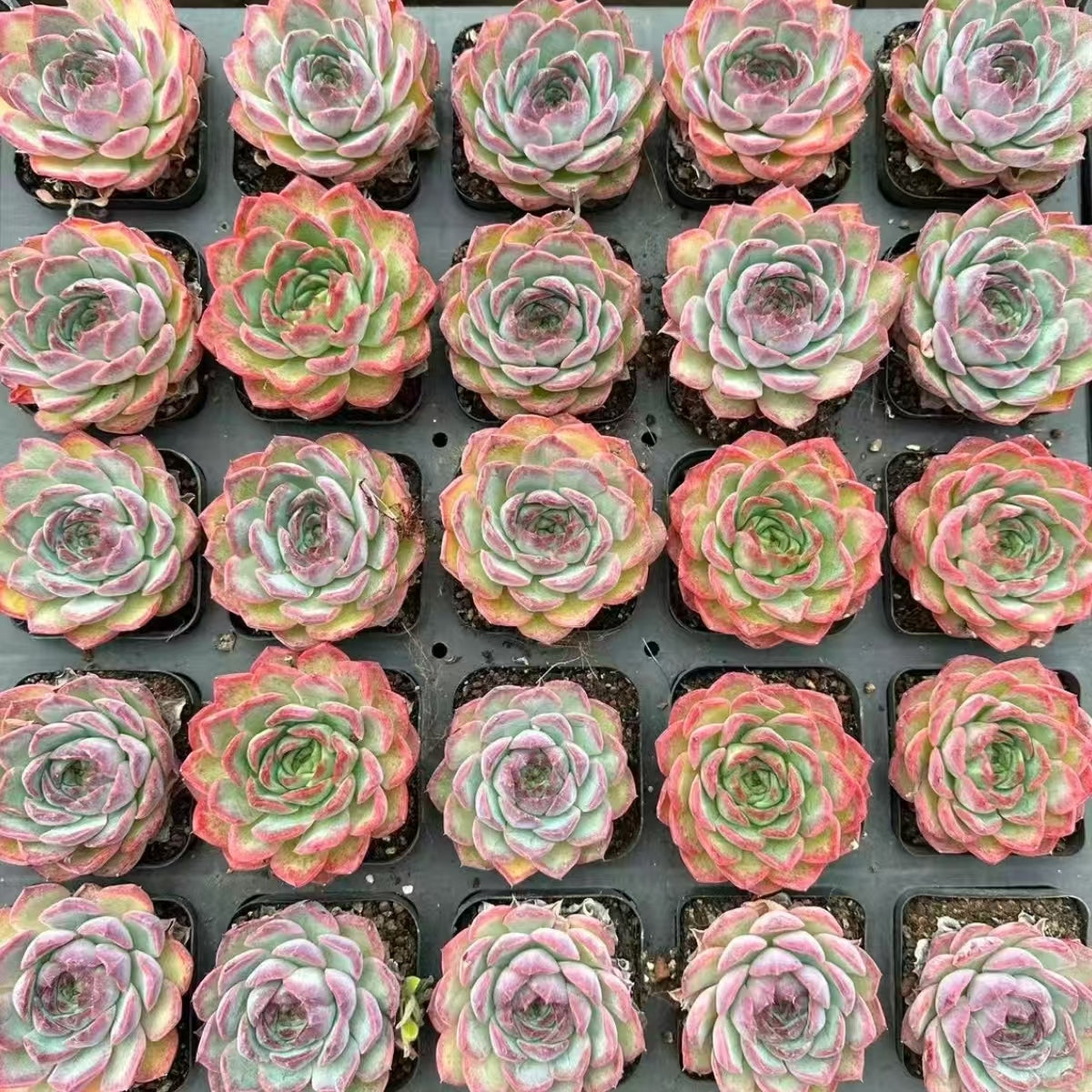 21484 Echeveria Auspicious Clouds (7cm pot size)