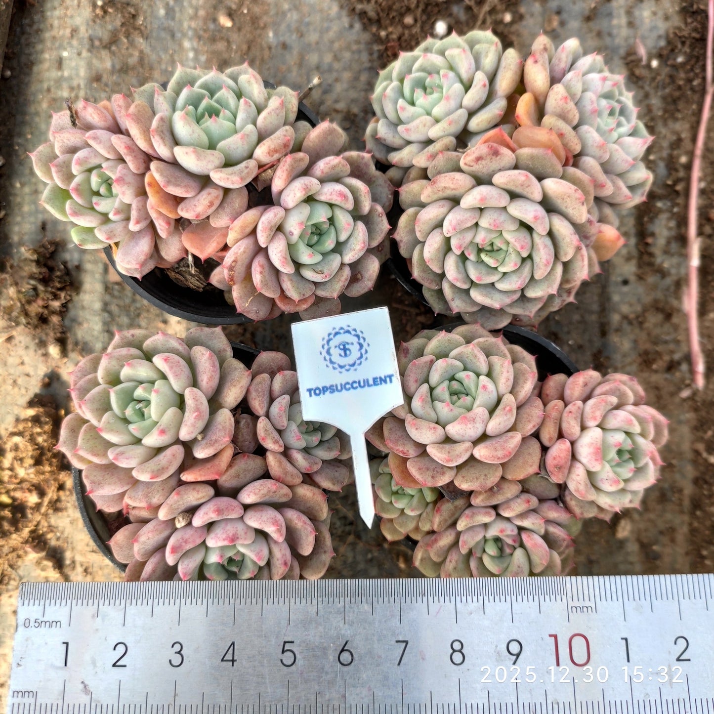 24131 Echeveria Matchmaker (5.5cm pot size)
