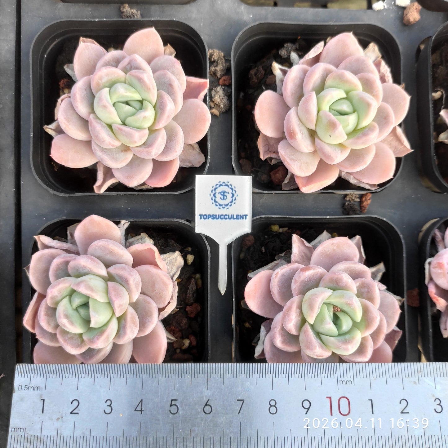 25624 Echeveria Snow Woman (6.5cm pot size)