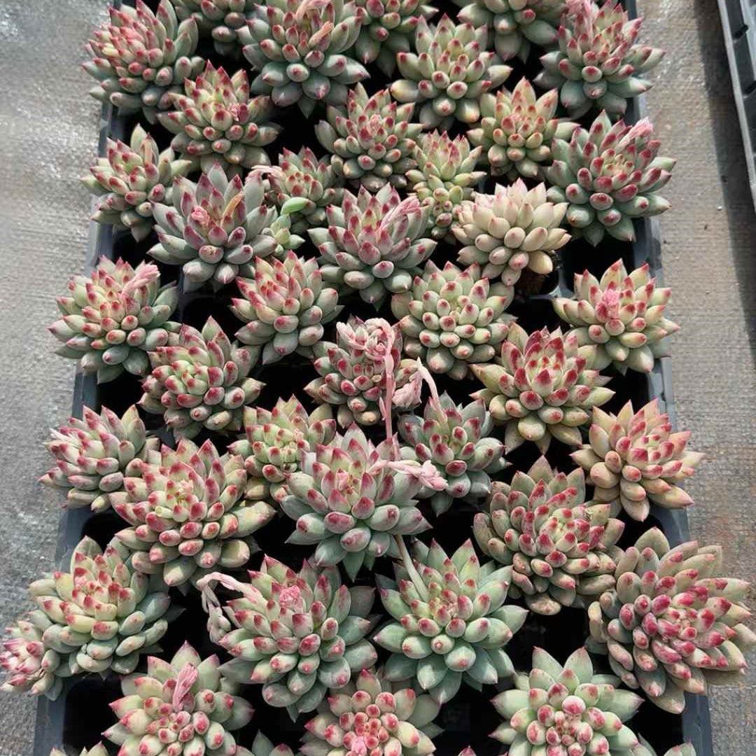 25209 Echeveria Yeonja (3cm pot size)