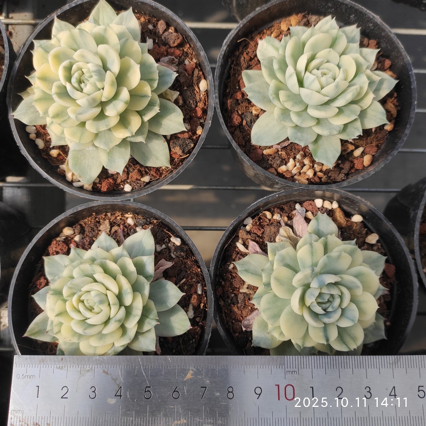 TPKM049 Echeveria Berry Variegated(7cm pot size)