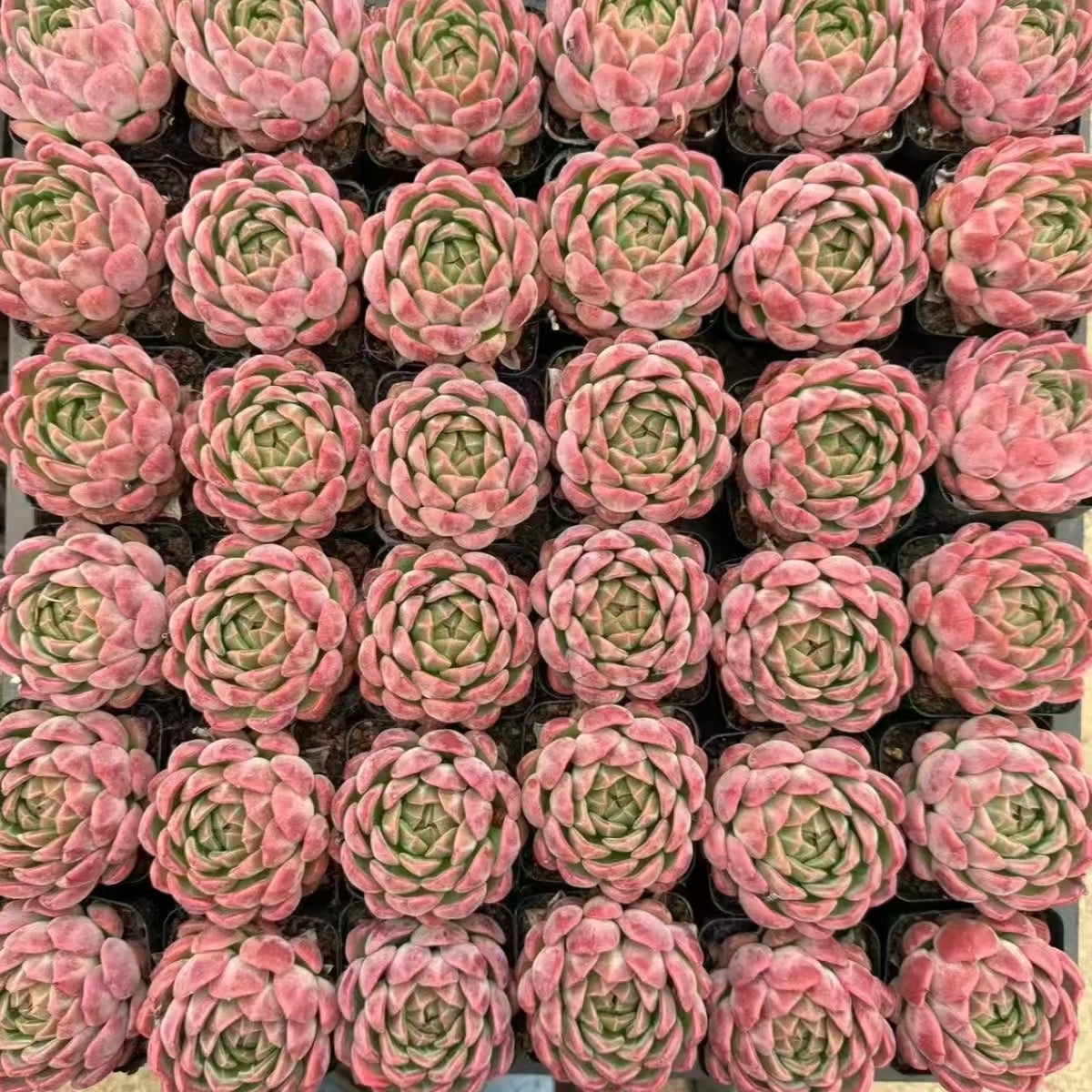 QNY160 Echeveria Carat Lovers(7cm pot size)