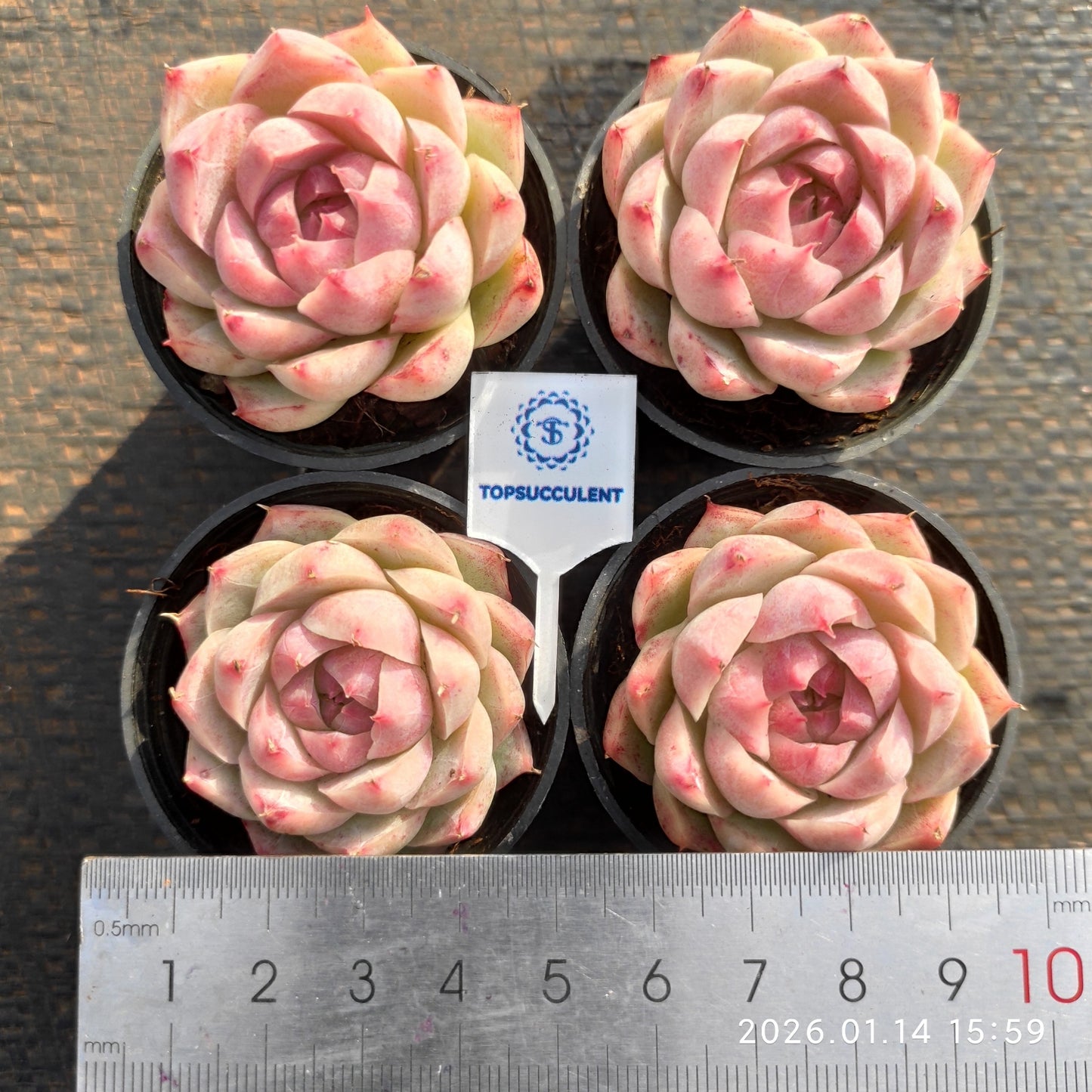 8439 Echeveria Queen of Peach (5.5cm pot size)