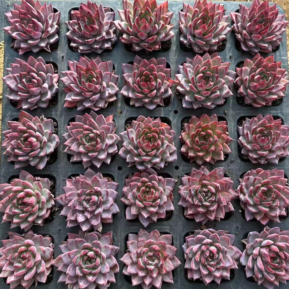 22617 Echeveria Puppy Love (7cm pot size)
