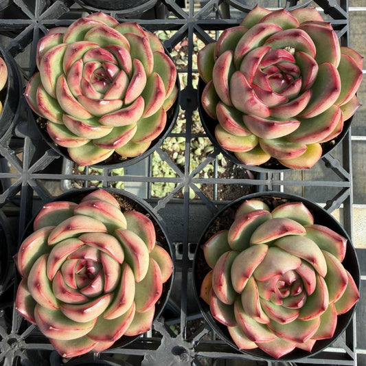 25784 Echeveria Marlboro (9cm pot size)